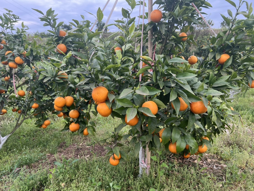 沃柑果园实景图