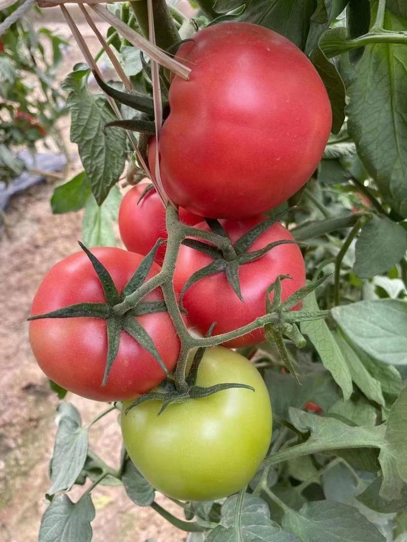 兴农158大红硬粉西红柿种子，耐热抗病适合早春秋延及露地