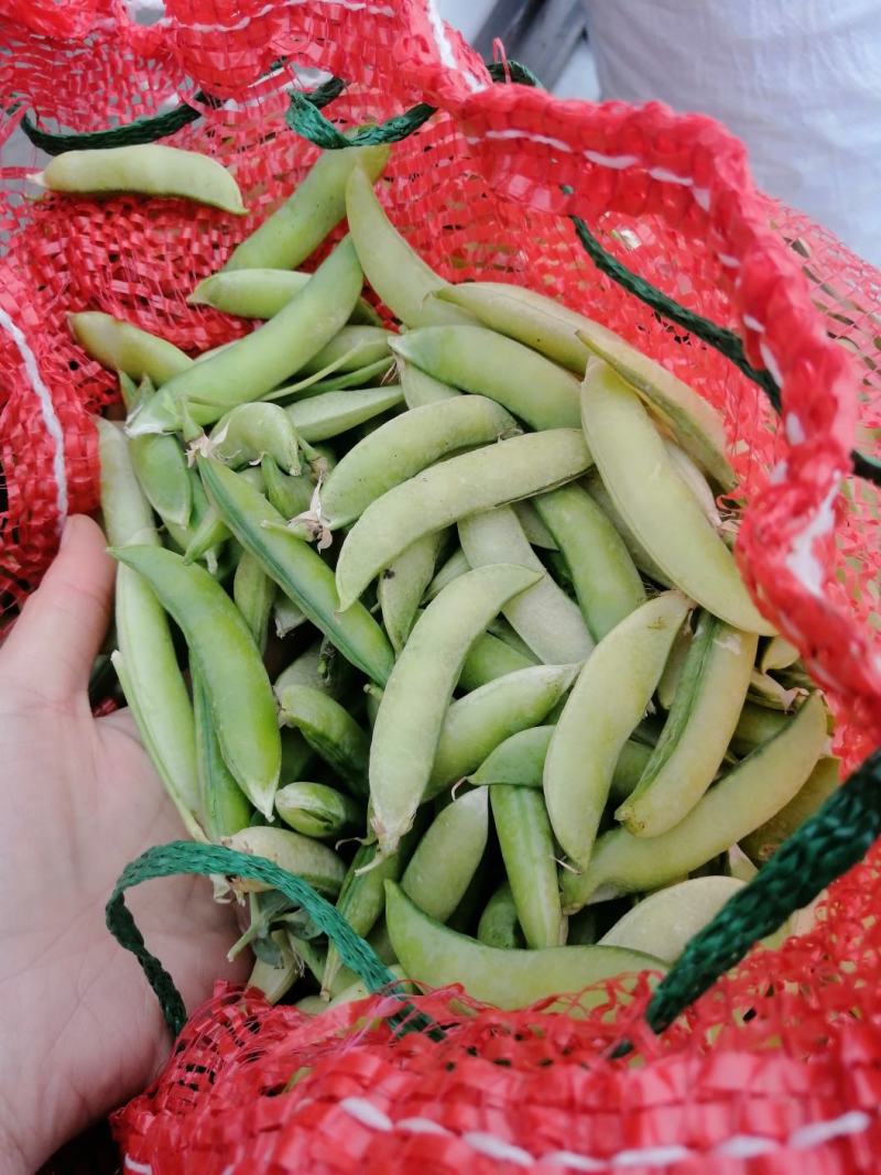 本地大白豌豆