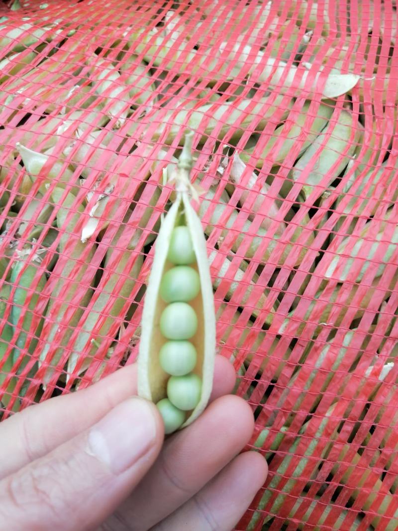 本地大白豌豆