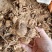 大丽花种球地瓜花种子球根花卉庭院种植大丽花苗带花重瓣盆栽