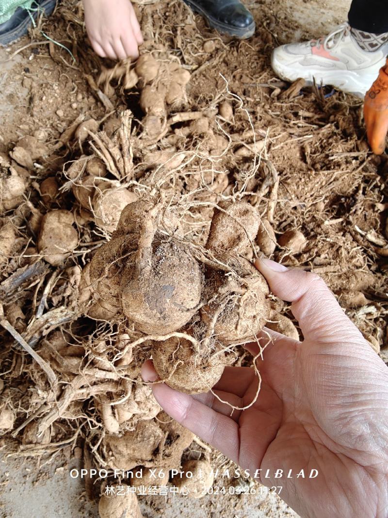 大丽花种球地瓜花种子球根花卉庭院种植大丽花苗带花重瓣盆栽