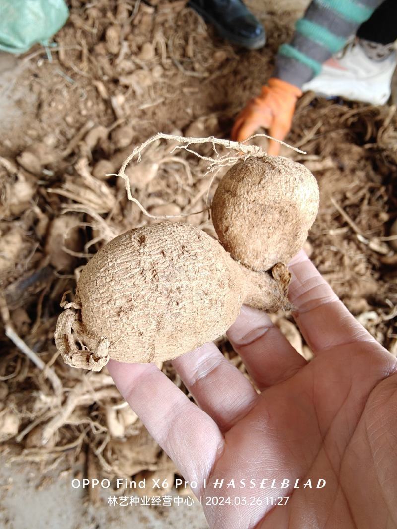 大丽花种球地瓜花种子球根花卉庭院种植大丽花苗带花重瓣盆栽