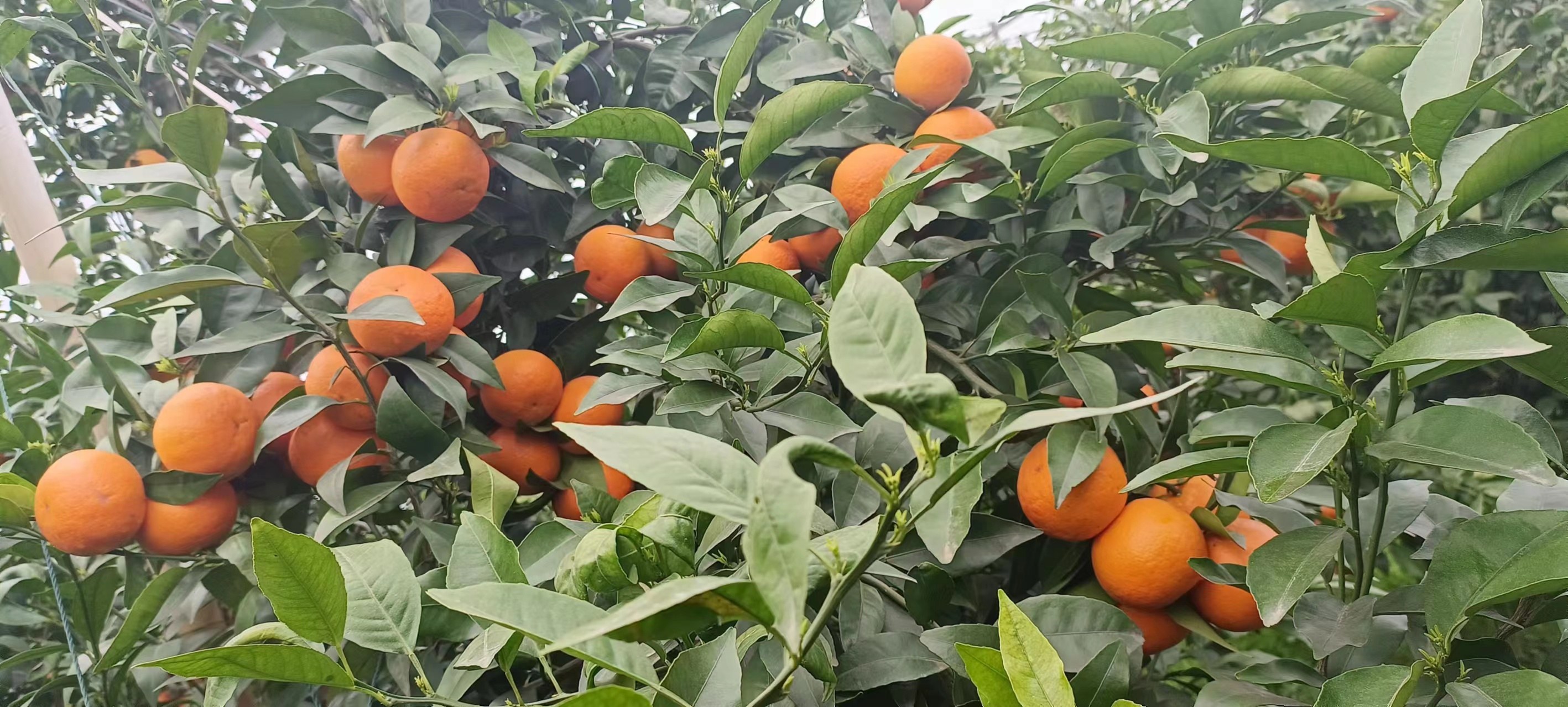 沃柑果实膨大期生长状态
