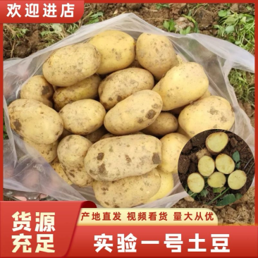 【大量现货】精品实验一土豆黄心土豆产地一手货源稳定供应