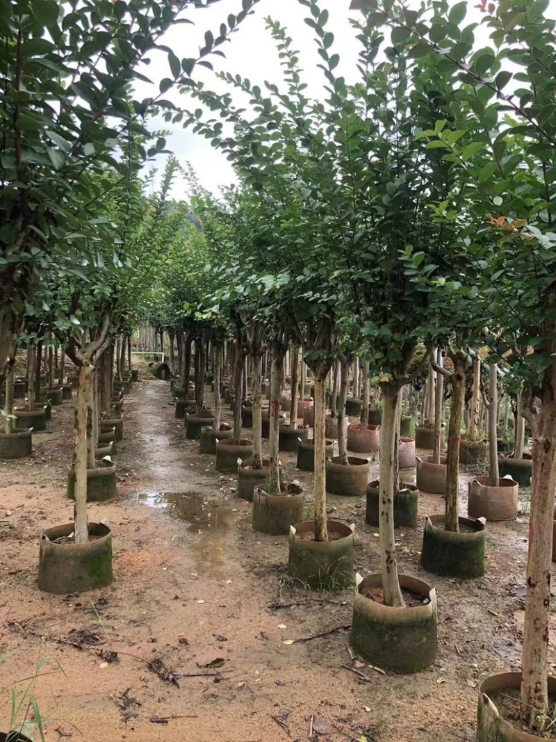小叶紫薇基地直销规格齐全欢迎老板来电咨询合作
