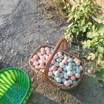 放养土鸡蛋，香，不腥小孩都爱吃