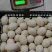 大白皮鸭蛋双黄鸭蛋厂家直发欢迎仔细品质好