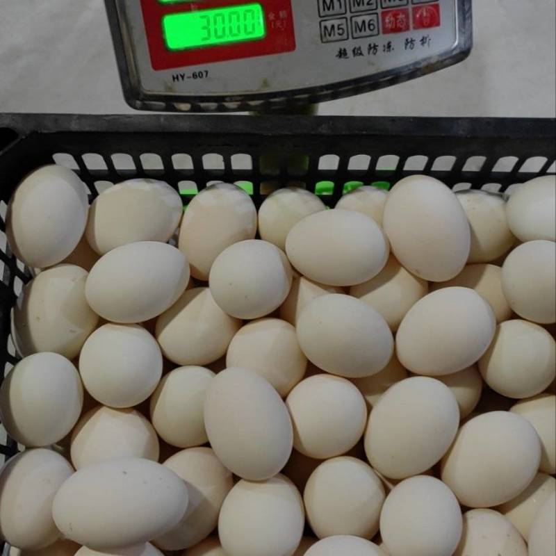 大白皮鸭蛋双黄鸭蛋厂家直发欢迎仔细品质好