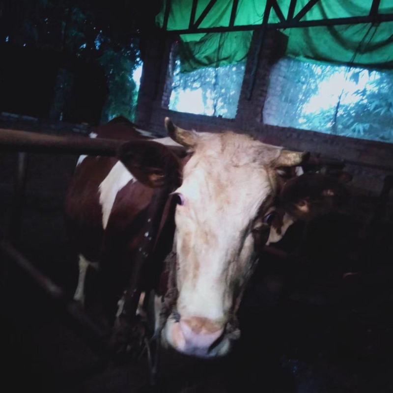 肉牛，1200斤以上