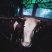 肉牛，1200斤以上