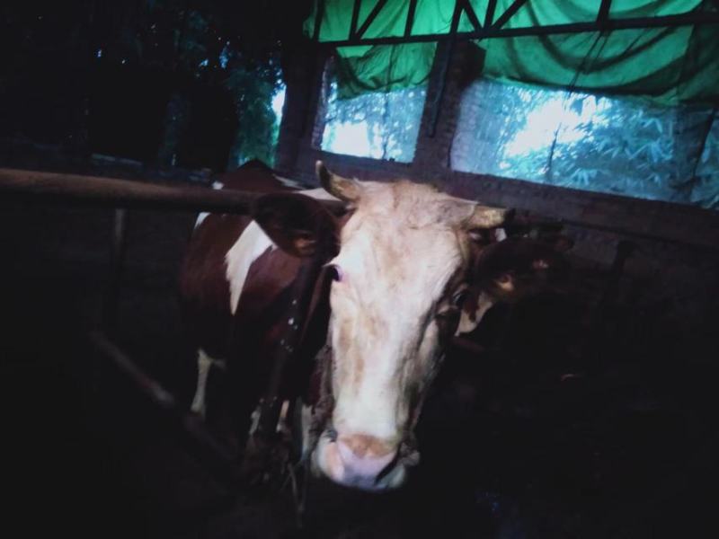 肉牛，1200斤以上