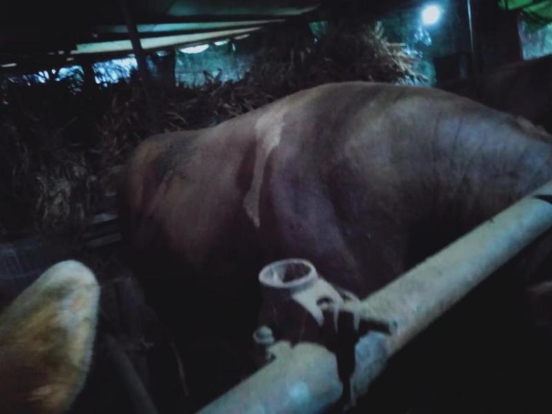 肉牛，1200斤以上