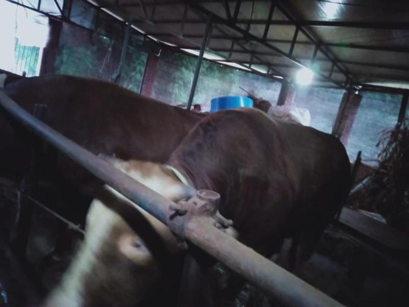 肉牛，1200斤以上