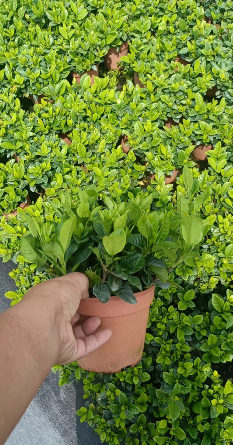 小叶桅子花，90的，超低价2.5元