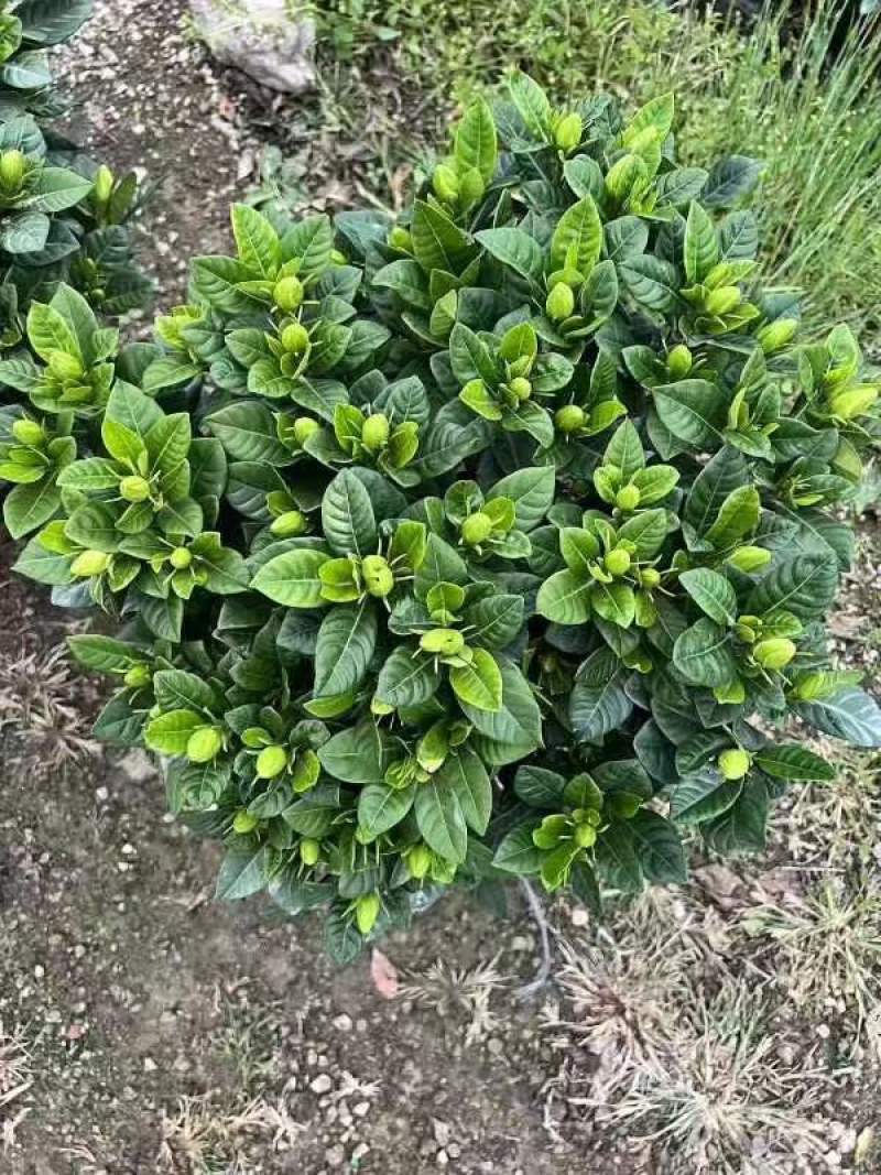小叶桅子花，90的，超低价2.5元