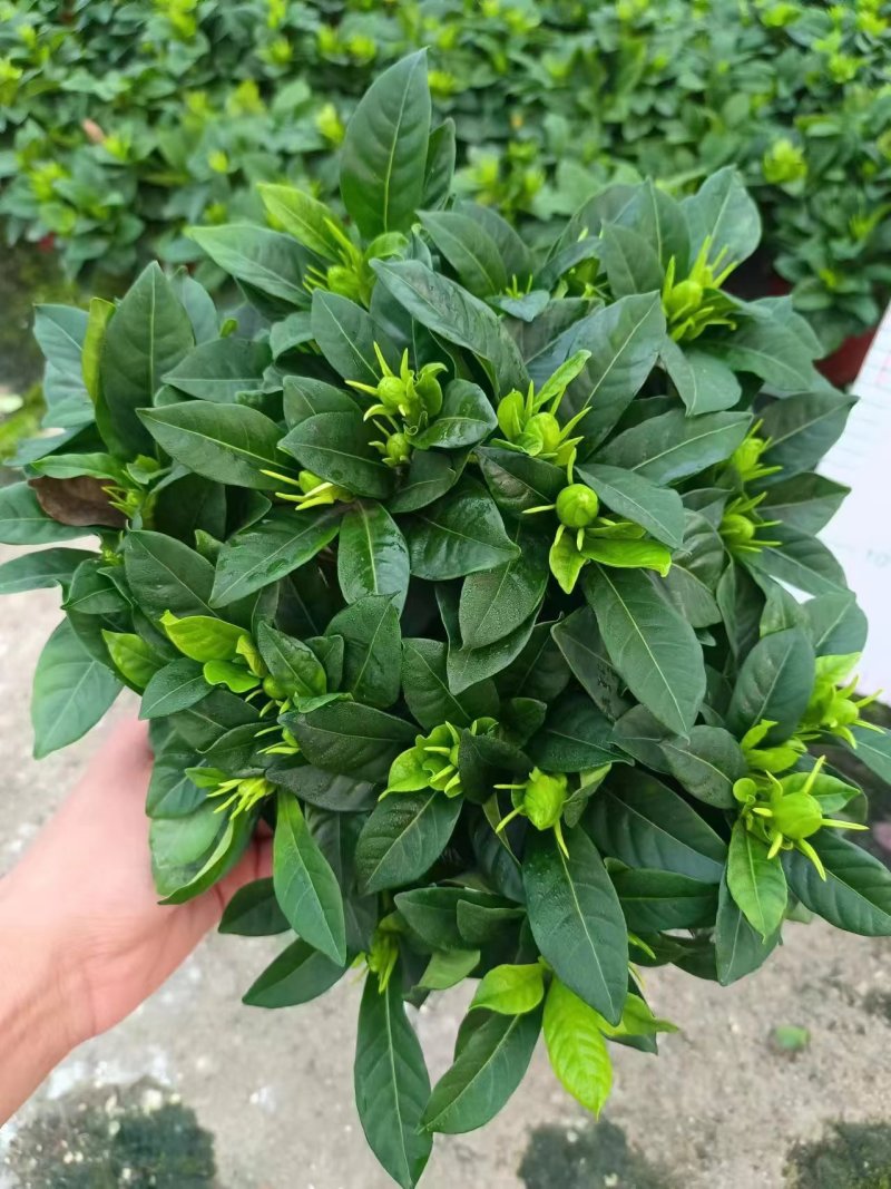 小叶桅子花，90的，超低价2.5元