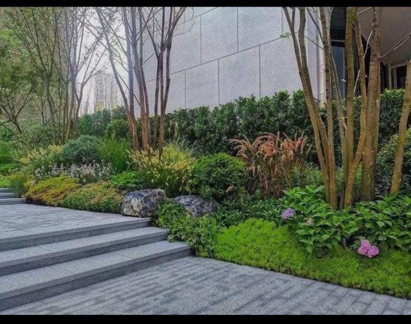 翠云草，四季常青的花镜植物