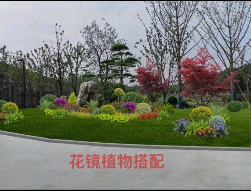 翠云草，四季常青的花镜植物