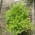 翠云草，四季常青的花镜植物