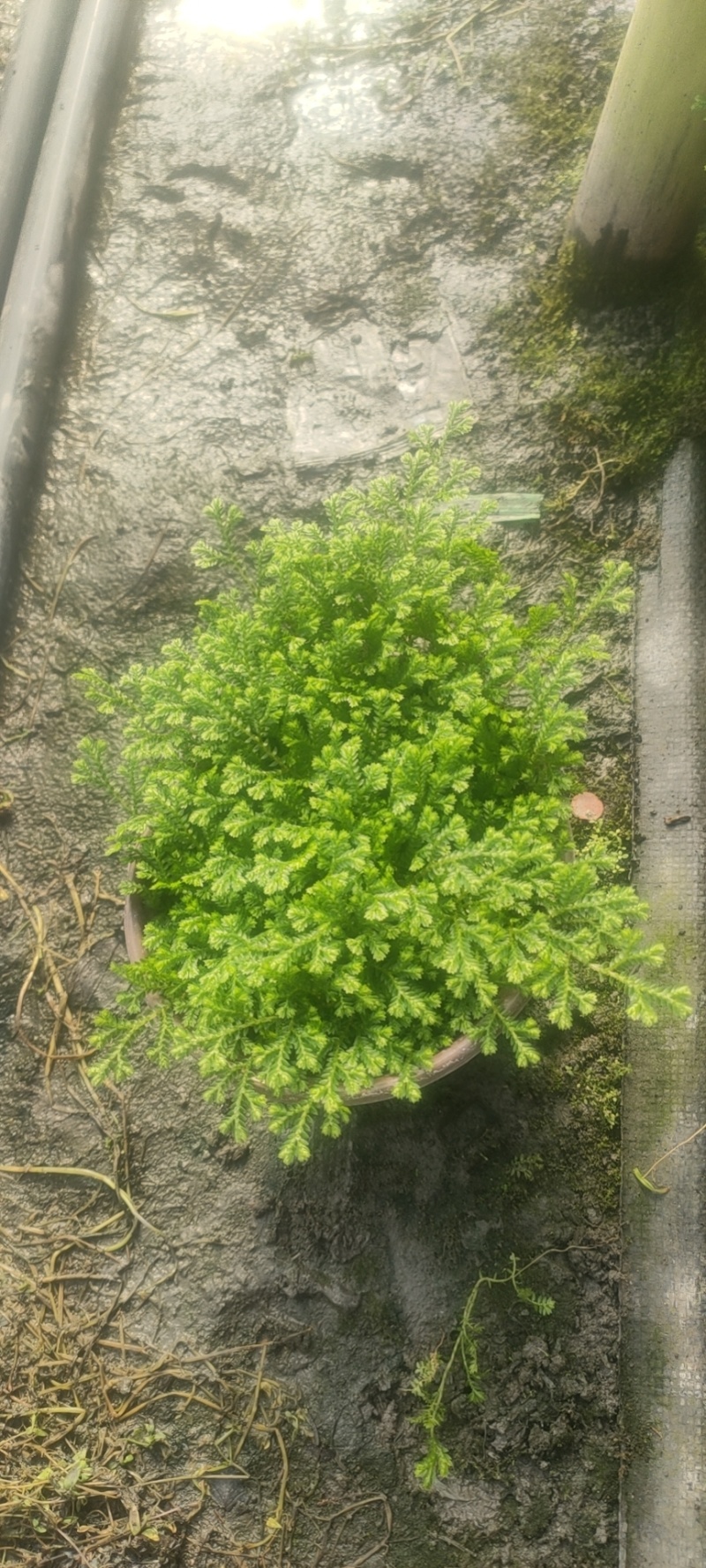 翠云草，四季常青的花镜植物