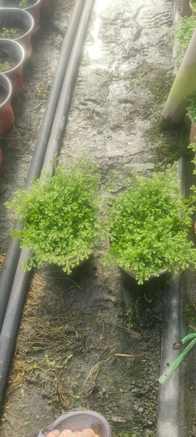 翠云草，四季常青的花镜植物