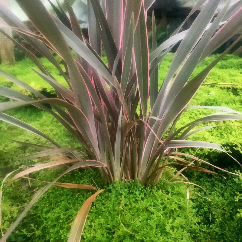 翠云草，四季常青的花镜植物