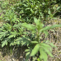 野生苦斋菜，现摘现发