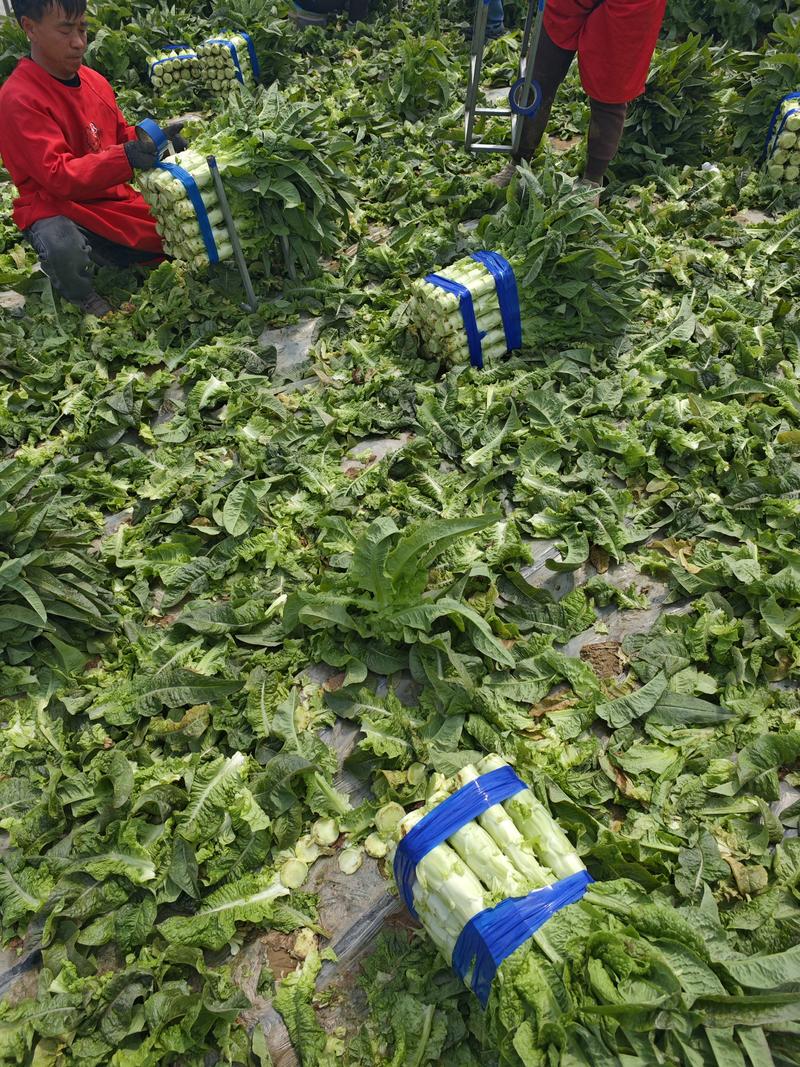 河南精品莴苣无空心无裂纹红尖叶质量保证大量供应