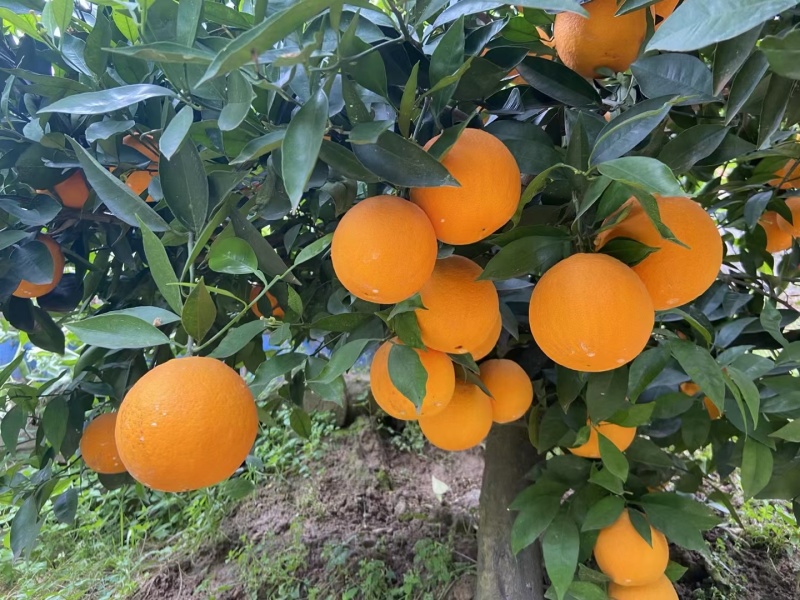 夏橙产地一手货源一件代发社区团购整车配送等