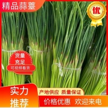 『牛』中牟红冒蒜苔，现产现发保证新鲜欢迎大家前来考察定购