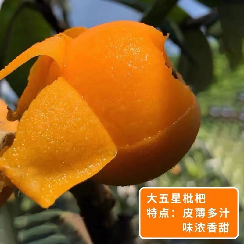 正宗嫁接枇杷苗大量有货基地直供现挖现发/包成活/当年结果