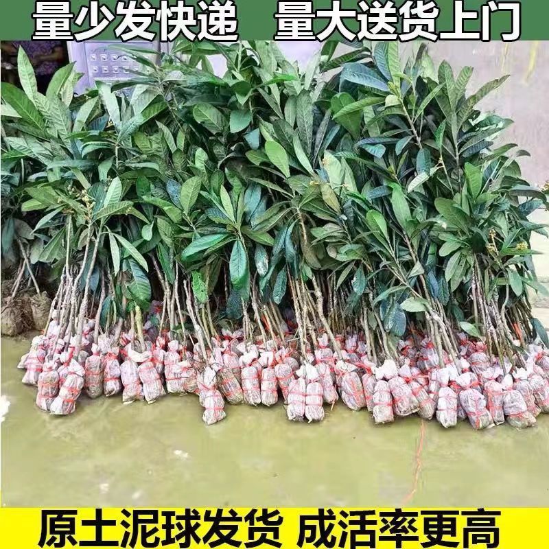 正宗嫁接枇杷苗大量有货基地直供现挖现发/包成活/当年结果
