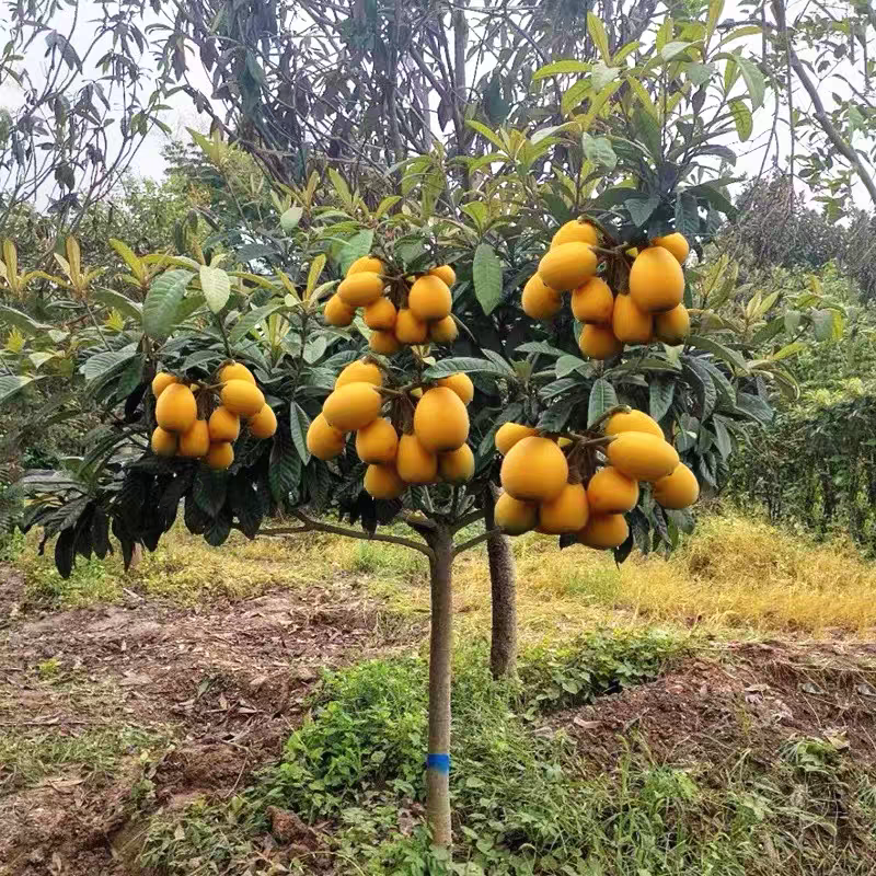 正宗嫁接枇杷苗大量有货基地直供现挖现发/包成活/当年结果