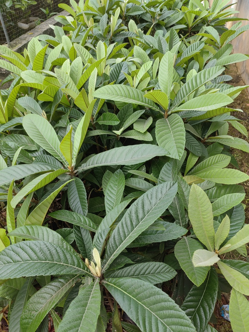 正宗嫁接枇杷苗大量有货基地直供现挖现发/包成活/当年结果
