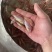 红罗非鱼苗，优质供应