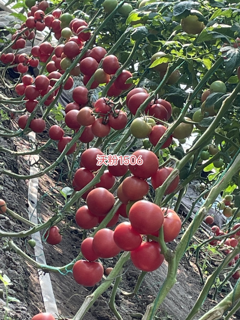 西红柿苗粉果番茄苗早春硬粉大果型沙瓤口感好抗病毒