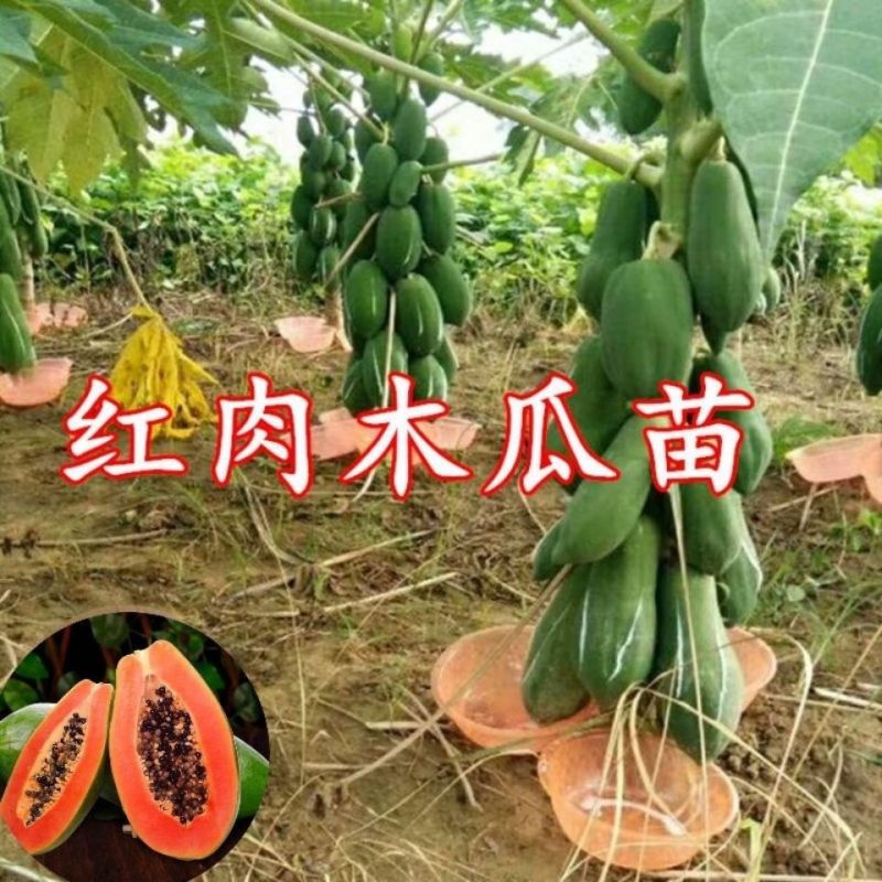 正宗大青红肉木瓜苗货源充足/基地现挖/结果率高/可签合同