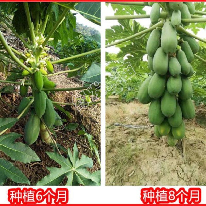 正宗大青红肉木瓜苗货源充足/基地现挖/结果率高/可签合同