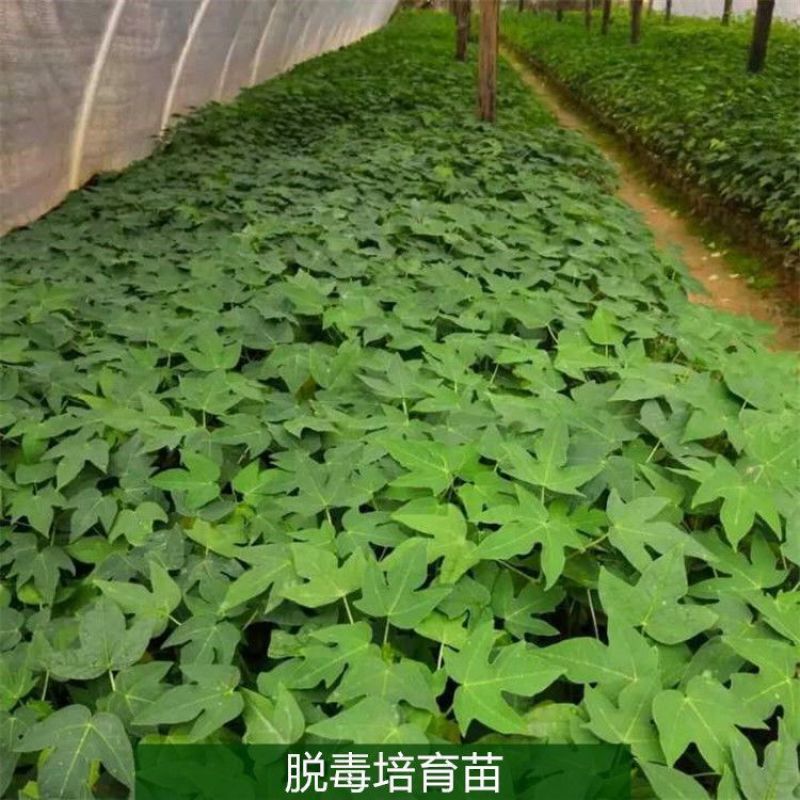 正宗大青红肉木瓜苗货源充足/基地现挖/结果率高/可签合同