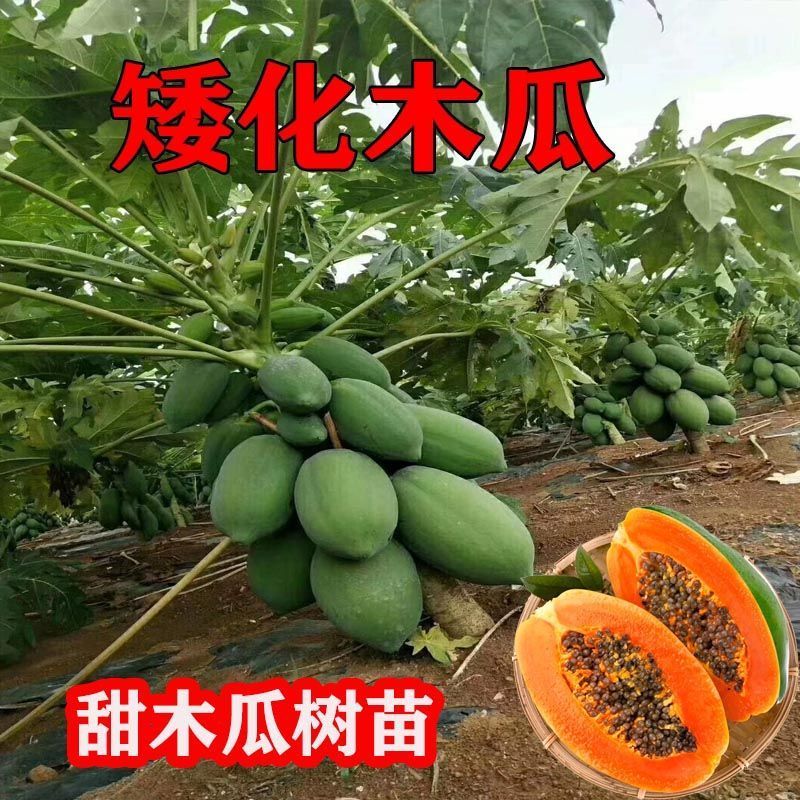 正宗大青红肉木瓜苗货源充足/基地现挖/结果率高/可签合同