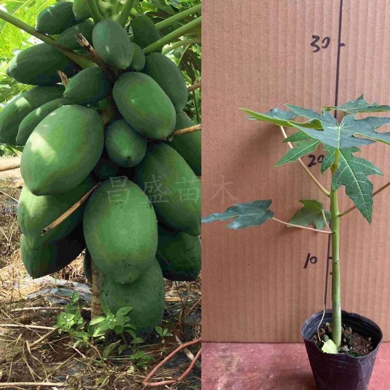 正宗大青红肉木瓜苗货源充足/基地现挖/结果率高/可签合同
