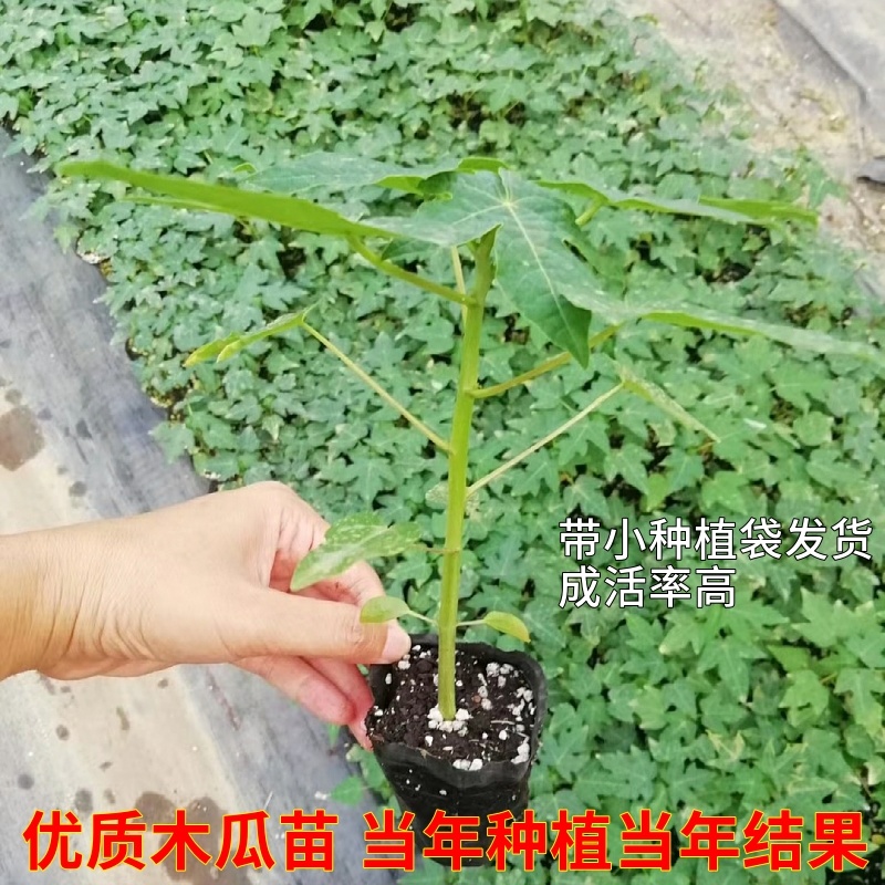 正宗大青红肉木瓜苗货源充足/基地现挖/结果率高/可签合同
