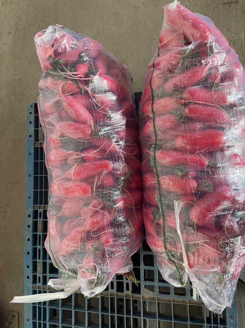 红皮萝卜萝卜市场泡菜一手货源产地直供