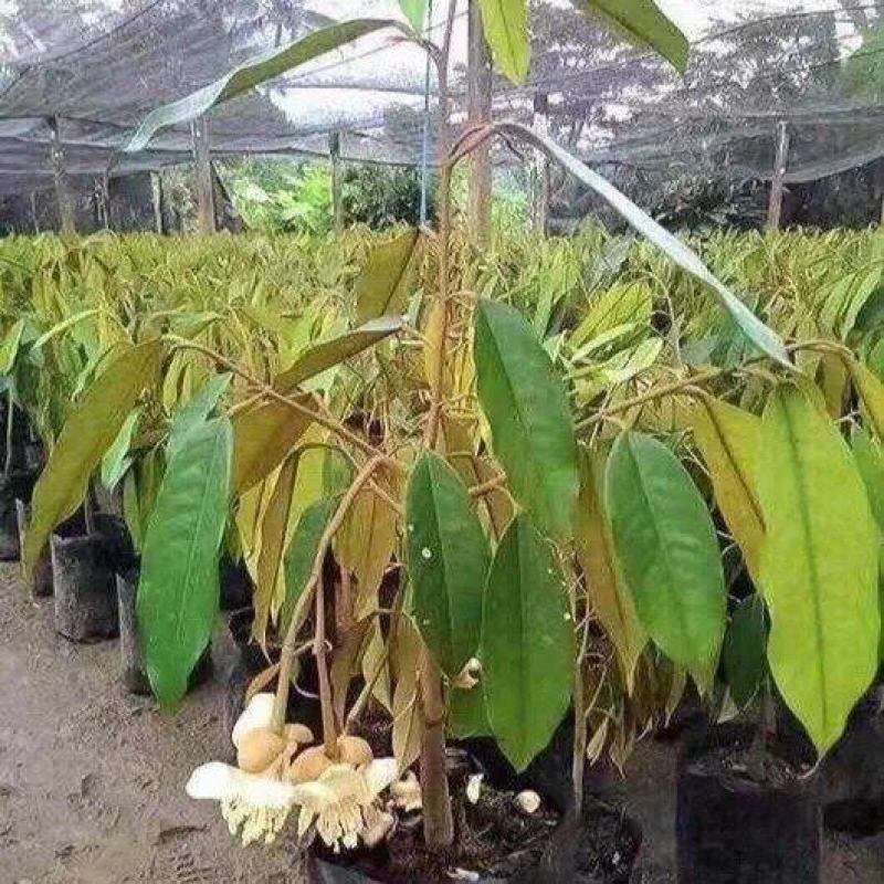 嫁接榴莲苗品种纯正/包成活/死苗补发/量大优惠/全国发货