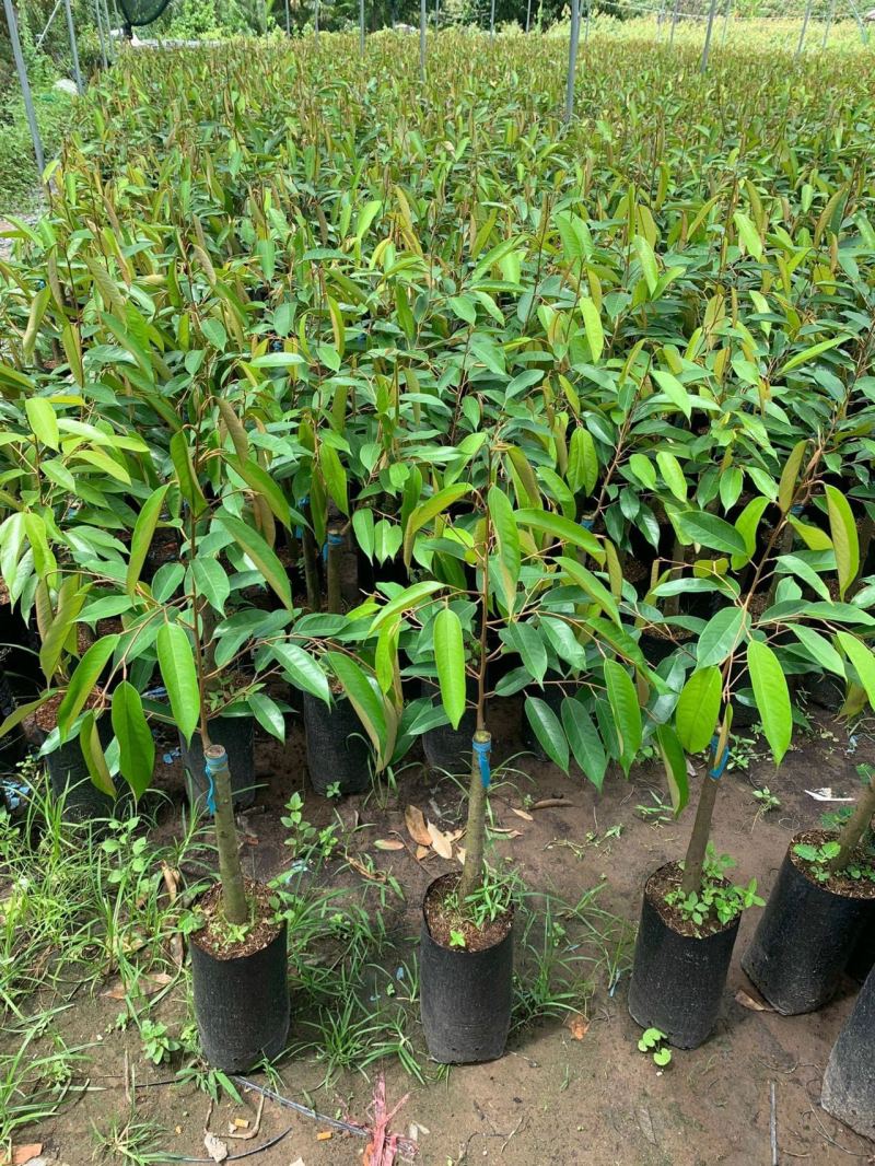 嫁接榴莲苗品种纯正/包成活/死苗补发/量大优惠/全国发货