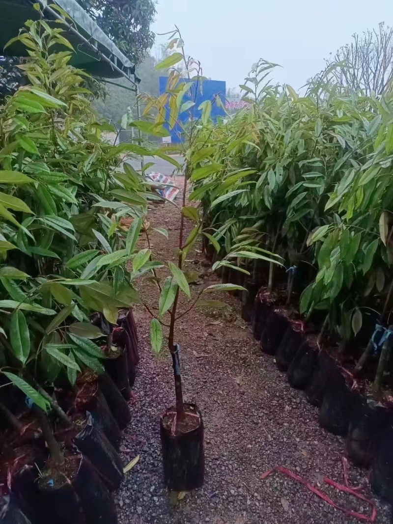 嫁接榴莲苗品种纯正/包成活/死苗补发/量大优惠/全国发货