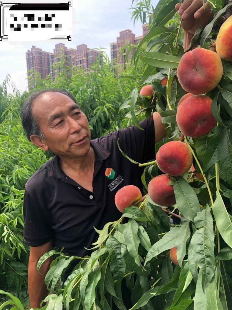 中蟠108桃苗6月初成熟