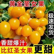 【现摘现发】农家现摘黄色小番茄黄金圣女果小西红柿新鲜