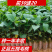 广西灵山正宗五指毛桃苗/基地直供/现挖现发/提供种植技术